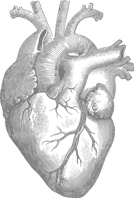 A transparent sketch of an anatomical heart